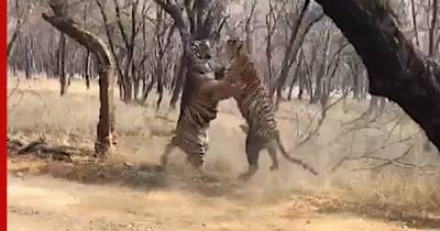 Ожесточенную схватку двух тигров сняли на видео