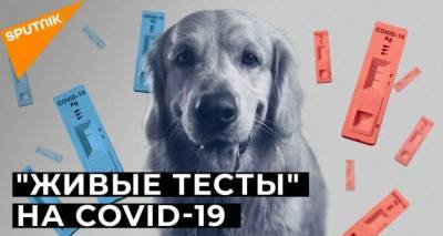 Собак научили распознавать инфицированных COVID-19: как это работает