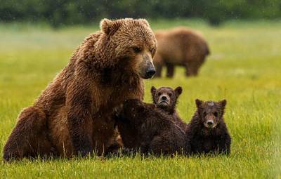 Как щенки: в Хмельницком медведица, которую выкупили из цирка, родила медвежат – милая история