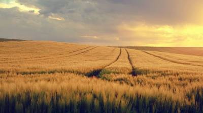 Во Франции боятся, что Россия извлечет выгоду из скандала с литовской пшеницей
