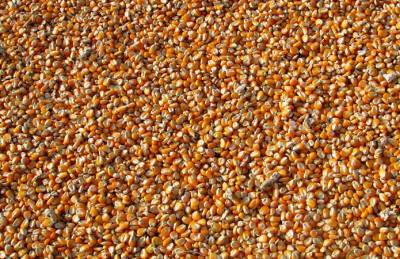 Мнение: С вопросом ограничения экспорта кукурузы стоит подождать месяц