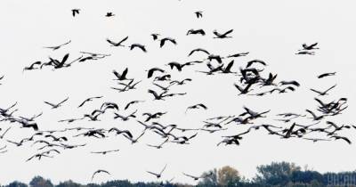 Массовая гибель "краснокнижных" журавлей в Аскании Новой: могут вымереть все молодые птицы