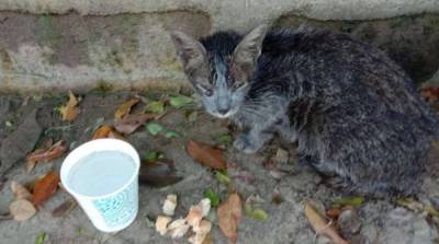 Из грязи выглядывала маленькая серая мордочка… Котёнок чудом выжил после тайфуна