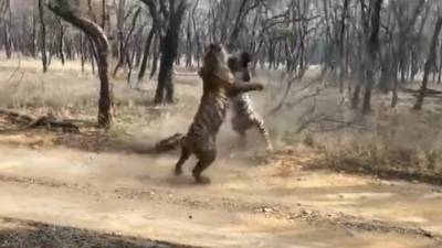 Схватка тигров в индийском национальном парке попала на видео