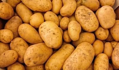 Картофельный союз предлагает продавать в магазинах картофель калибра 35-55 мм