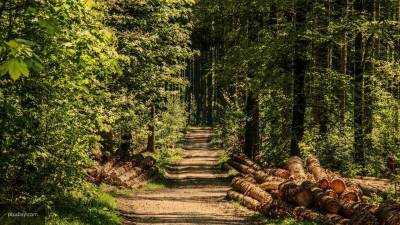 Жители Тосно возмутились желанием властей вырубить 400 деревьев в парке
