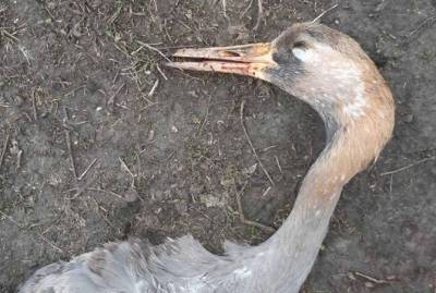 После массового отравления птиц в "Аскании Новой" под угрозой гибели оказались все молодые журавли