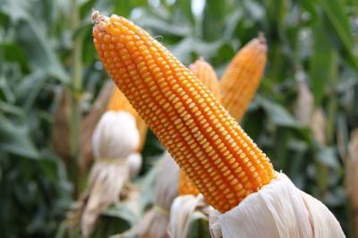 Возможное внесение кукурузы в зерновой меморандум поддерживает цены