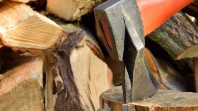 Технологии позволили ученым впервые вырастить древесину в пробирке