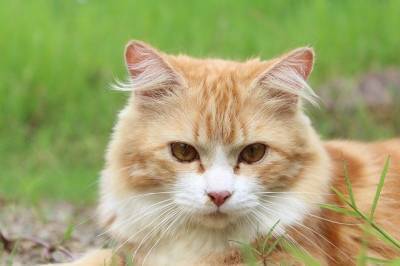 Японские биологи объяснили любовь кошек к кошачьей мяте - ecosever.ru
