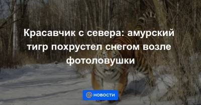 Красавчик с севера: амурский тигр похрустел снегом возле фотоловушки