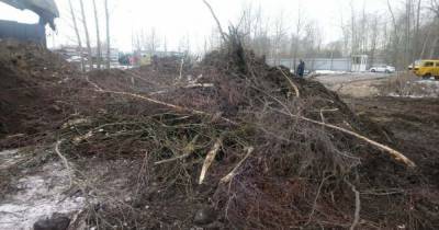 В конце Московского проспекта незаконно вырубили почти полсотни деревьев (фото)