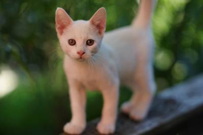 Японские учёные рассказали, почему кошек интересует кошачья мята
