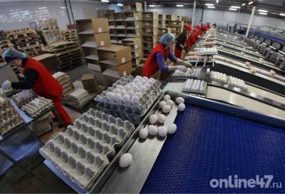 Птицефабрика «Синявинская» увеличила выработку яиц на 11,9%