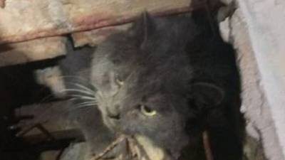 В Киеве толстый котик пытался залезть в библиотеку, но застрял в вентиляции: курьезное фото