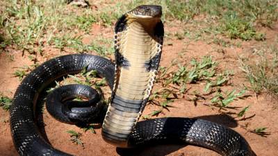 Ученые выяснили, что кобра научилась плеваться ядом для защиты от человека