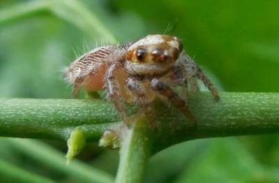 ТОП самых маленьких пауков на планете (9 фото)
