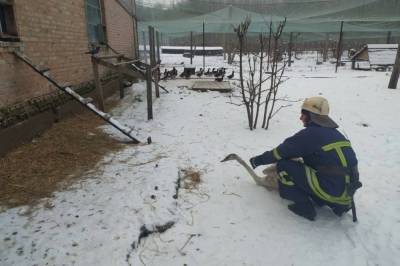 В Винницкой области семье пришлось вызывать спасателей, чтобы усмирить агрессивного лебедя