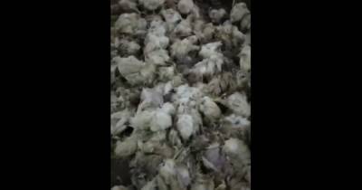 "Поедающие друг друга цыплята": руководство "Гаврилівських курчат" утверждает, что их завод закрыт