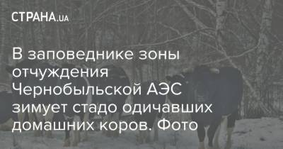 В заповеднике зоны отчуждения Чернобыльской АЭС зимует стадо одичавших домашних коров. Фото - strana.ua