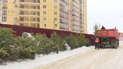 В Воронеже переработали десять грузовиков новогодних ёлок