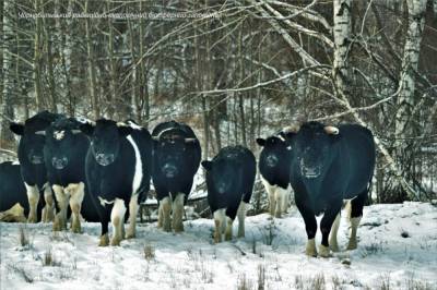 В Зоне отчуждения зимует стадо одичавших домашних коров. Фото