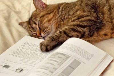 Кошка подбодрила хозяйку во время чтения и стала звездой Сети (ВИДЕО)