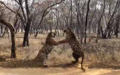 Cхватка двух тигров в Индии попала на видео