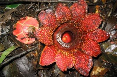 Тропические цветы саприи заподозрили в краже генов у их хозяев