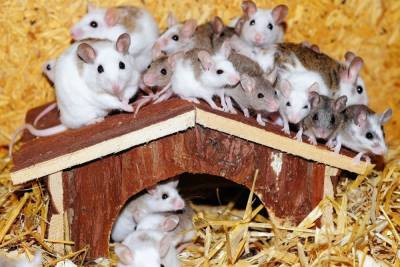 Ученые успешно испытали на мышах метод лечения паралича