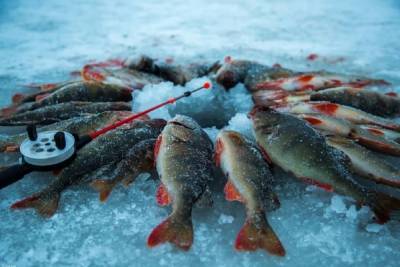 В Ярославской области местные власти опять начали гонять рыболовов