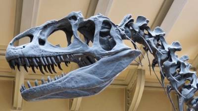 Палеонтологи нашли в Аргентине останки самого крупного динозавра