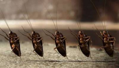 Какие тараканы живут в наших домах и откуда они берутся? (7 фото)