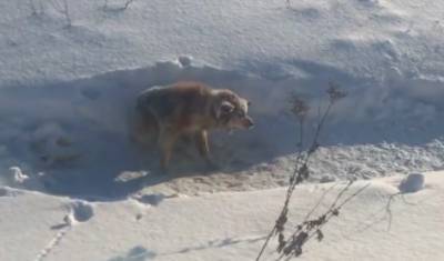 Житель Башкирии спас собаку, умирающую из-за мороза на обочине