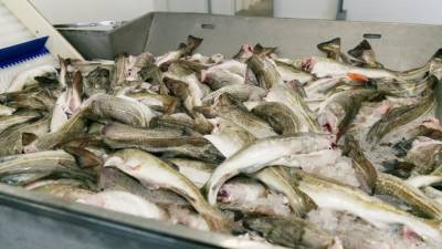 Госзакупки позволят бороться с избытком рыбы на российском рынке