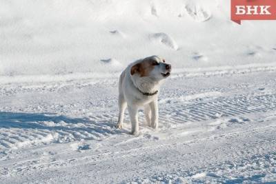 Ухтинская прокуратура рассказала, как защищает интересы пострадавших от укусов собак