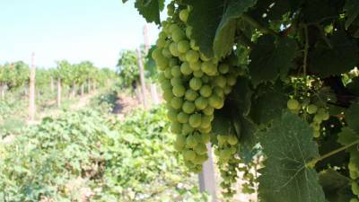 Названы трое претендентов на крымский завод марочных вин "Коктебель"