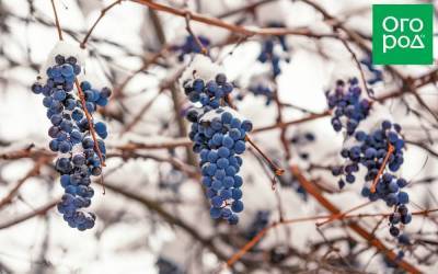 Зимостойкие сорта винограда – российские и американские