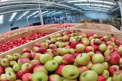 Ставрополье круглогодично поставляет яблоки в другие регионы