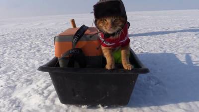 Кот в шапке-ушанке и красном свитере в Приморье ходит с хозяином на рыбалку.