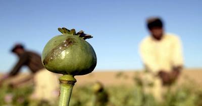 Производство наркотиков после подписания мирного соглашения между США и Талибаном увеличилось вдвое