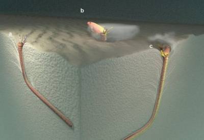 Ученые нашли логово подводного червя - жил 20 млн лет назад и перегрызал жертву пополам