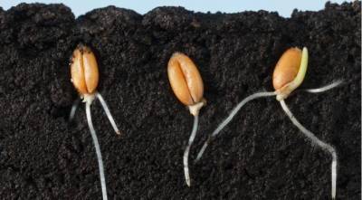 Как прорастить невсхожие и непослушные семена: 6 проверенных способов