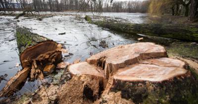 Компания "Лексус-Калининград" прокомментировала информацию о вырубке деревьев на Моспроспекте
