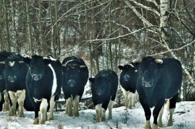 В Чернобыльской зоне случайно наткнулись на стадо одичавших коров. ФОТО