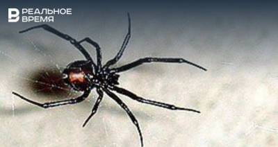 В татарстанских лесах обнаружили опасных для человека пауков семейства «черная вдова»
