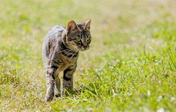 Ученые выяснили, зачем кошки едят мяту и валериану