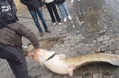 Чудовище из Сены: возле Лувра в Париже поймали огромную рыбу. ФОТО, ВИДЕО