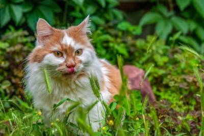 Биологи из Японии объяснили интерес кошек к некоторым растениям