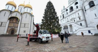 Из семян главной новогодней елки России вырастят новые деревья